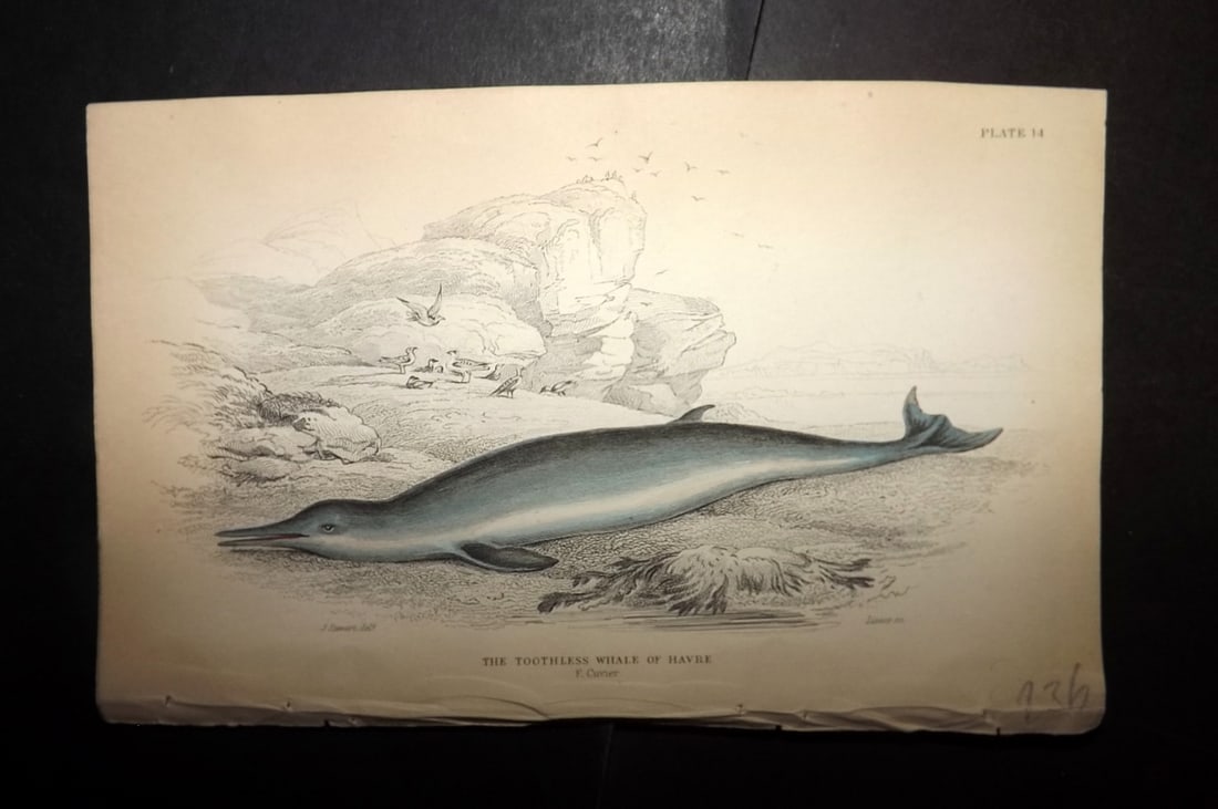 Jardine, William 1837 Hand Col Print. Toothless Whale of Havre 14: Hand Colored Steel Engraving/Etching Published 1833-43 by W.H.Lizars, Edinburgh for "The Naturalist's Library"by Sir William Jardine. Paper Size: 6.5 x 4.25 inch (17 x 11cm) Good Condition