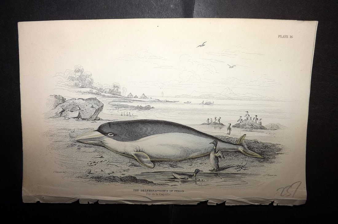 Jardine, William 1837 Hand Col Print. The Delphinapterus of Peron 16: Hand Colored Steel Engraving/Etching Published 1833-43 by W.H.Lizars, Edinburgh for "The Naturalist's Library"by Sir William Jardine. Paper Size: 6.5 x 4.25 inch (17 x 11cm) Good Condition