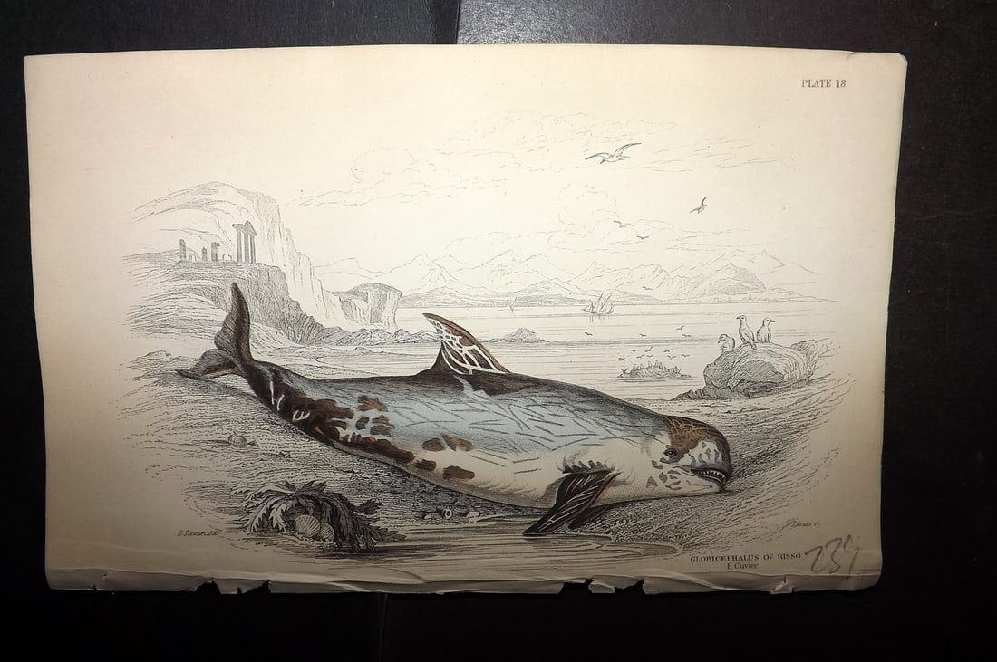 Jardine, William 1837 Hand Col Print. Globicephalus of Risso 18: Hand Colored Steel Engraving/Etching Published 1833-43 by W.H.Lizars, Edinburgh for "The Naturalist's Library"by Sir William Jardine. Paper Size: 6.5 x 4.25 inch (17 x 11cm) Good Condition