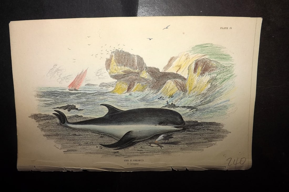 Jardine, William 1837 Hand Col Print. P. Griseus 21: Hand Colored Steel Engraving/Etching Published 1833-43 by W.H.Lizars, Edinburgh for "The Naturalist's Library"by Sir William Jardine. Paper Size: 6.5 x 4.25 inch (17 x 11cm) Good Condition