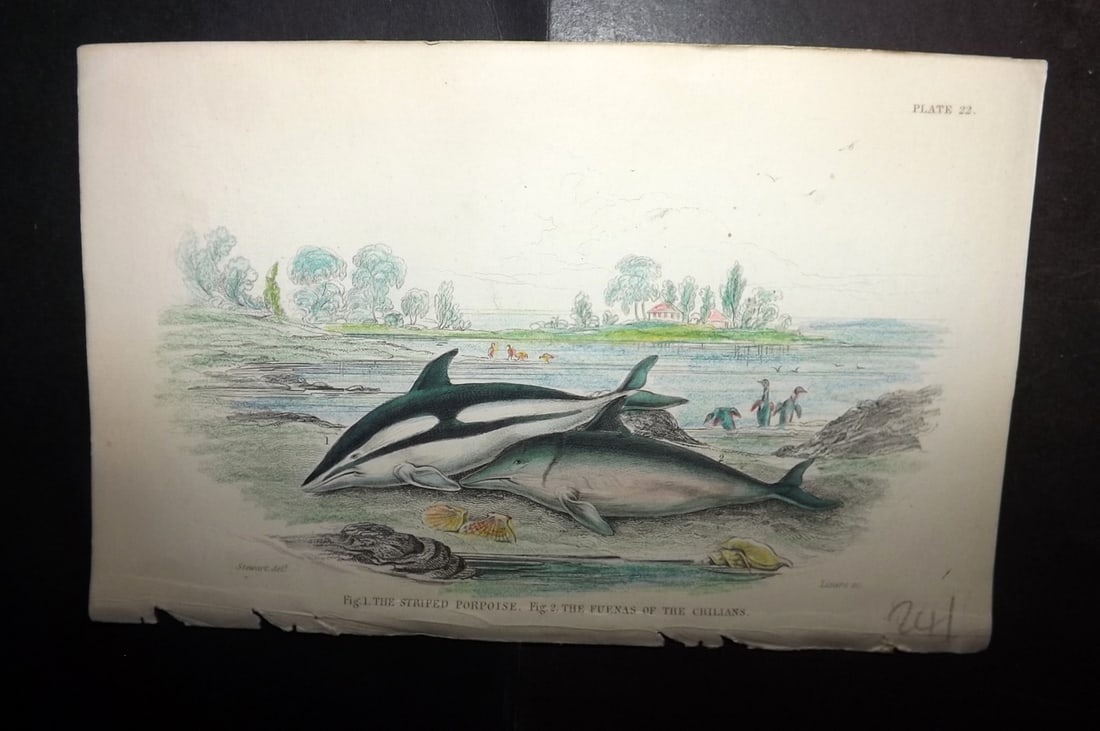 Jardine, William 1837 Hand Col Print. Striped Porpoise. Fuenas of the Chillians 22: Hand Colored Steel Engraving/Etching Published 1833-43 by W.H.Lizars, Edinburgh for "The Naturalist's Library"by Sir William Jardine. Paper Size: 6.5 x 4.25 inch (17 x 11cm) Good Condition