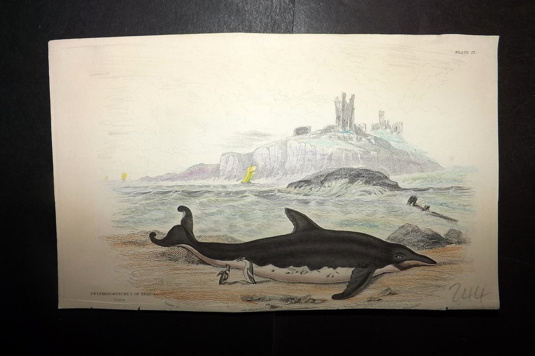 Jardine, William 1837 Hand Col Print. Delphinorynchus of Breda 27: Hand Colored Steel Engraving/Etching Published 1833-43 by W.H.Lizars, Edinburgh for "The Naturalist's Library"by Sir William Jardine. Paper Size: 6.5 x 4.25 inch (17 x 11cm) Good Condition