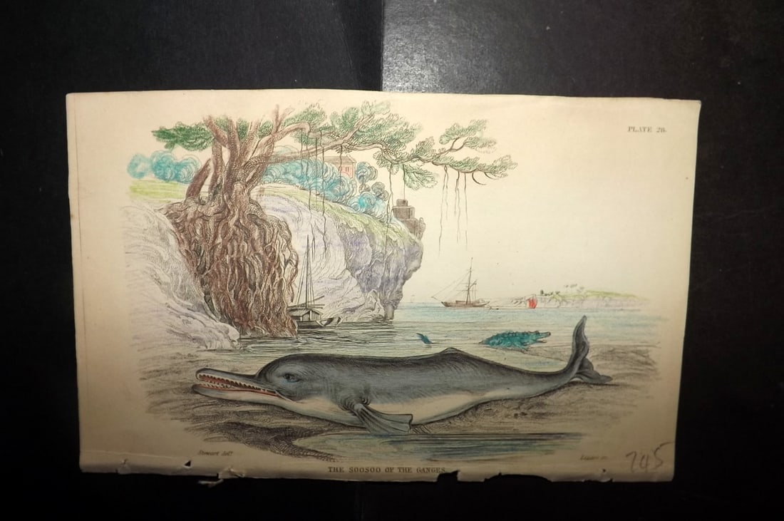 Jardine, William 1837 Hand Col Print. Soosoo of the Ganges 28: Hand Colored Steel Engraving/Etching Published 1833-43 by W.H.Lizars, Edinburgh for "The Naturalist's Library"by Sir William Jardine. Paper Size: 6.5 x 4.25 inch (17 x 11cm) Good Condition