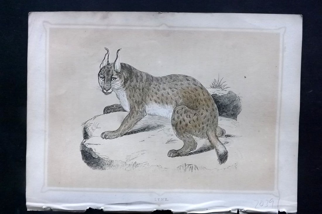 Morris, Francis 1852 Antique Print. Lynx: Antique Colour Printed Woodblock Published 1852, London for "Book of Natural History" by The Rev. Francis Morris Orpen. Some plates with additional hand colour. Paper Size: 7 x 5 inch (18 x 13cm) Good