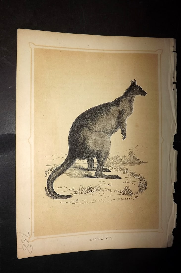Morris, Francis 1852 Antique Print. Kangroo - Australia: Colour Printed Woodblock Published 1852, London for "Book of Natural History" by The Rev. Francis Morris Orpen. Some plates with additional hand colour. Paper Size: 7 x 5 inch (18 x 13cm) Good Conditi