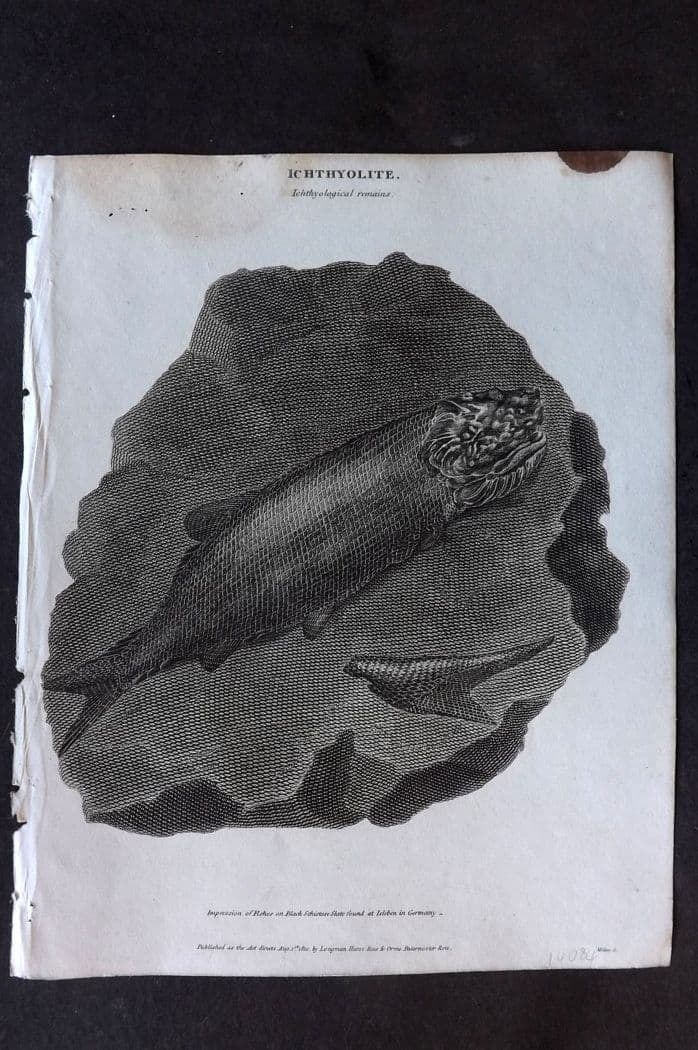 Rees, Abraham 1820 Ichthyolite - Fossil Impression of Fishes found on Black Slate Germany (1 of 1)