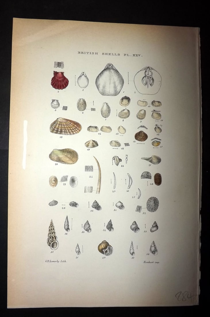 Sowerby, George 1887 Hand Col Shell Print. Terebratula, Pecten, Lima, Limopsis etc 25 (1 of 1)