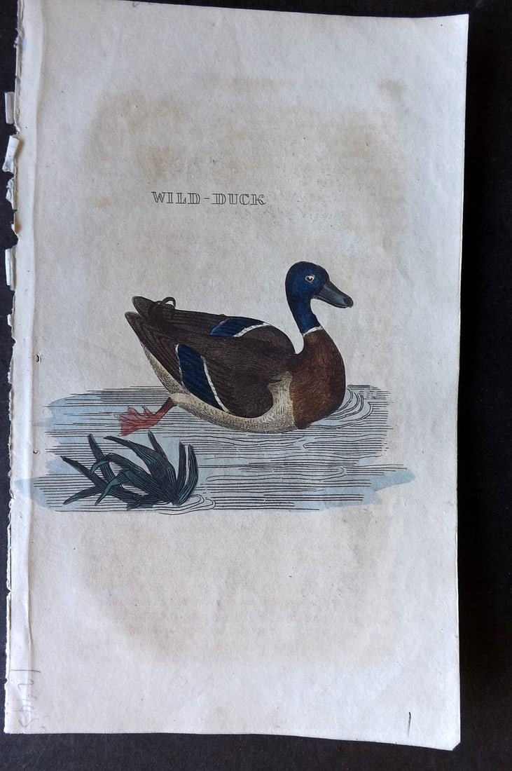 Brightly (Pub) 1815 Hand Coloured Bird Print. Wild Duck: Hand Colored Copper Plate Published 1815 by Brightly & Childs, Bungay for "The Natural History of Birds" Paper Size: 8 x 4.25 inch (20 x 14cm) Good Condition