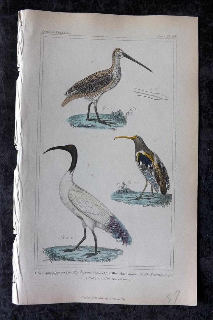Cuvier, Baron 1837 HCol Bird Print. Gigantic Woodcock, Brazilian Snipe, Sacred Ibis 68 (1 of 1)