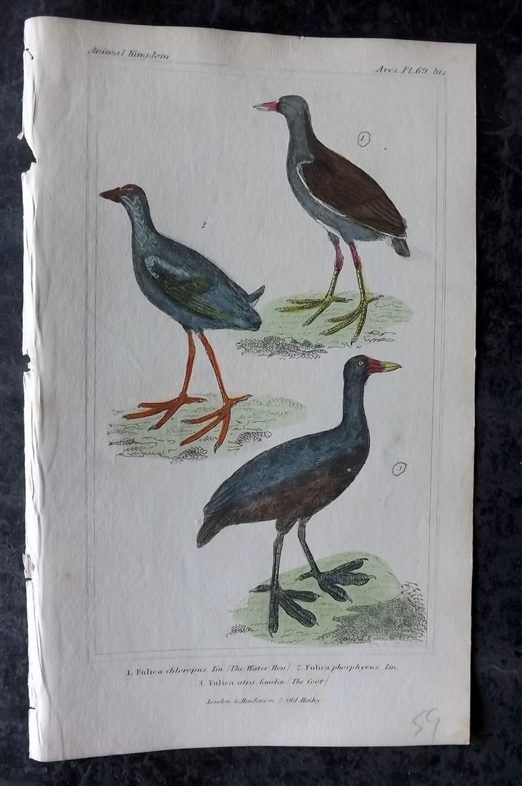 Cuvier, Baron 1837 Hand Col Bird Print. Water Hen, Fulica, Coot 69* (1 of 1)