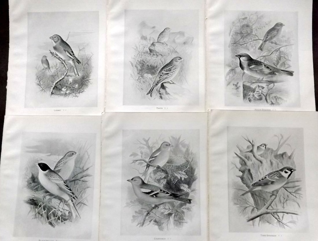 Frohawk, Frederick 1898 Lot of 6 Antique Bird Prints (1 of 2)