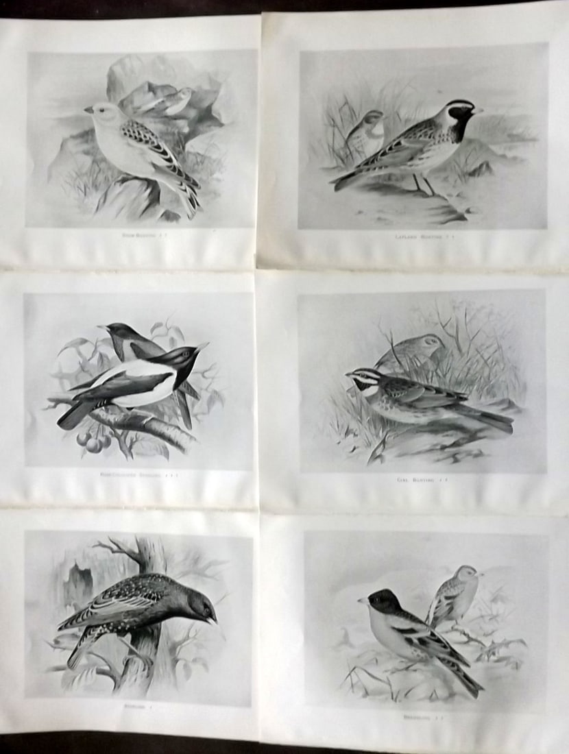 Frohawk, Frederick 1898 Lot of 6 Antique Bird Prints: Offset Lithograph Published 1896-98, London for "British Birds with their Nests and Eggs" by Arthur G. Butler. Illustrated by Frederick William Frohawk. Paper Size: 12 x 9.5 inch (30 x 24cm) Good Cond