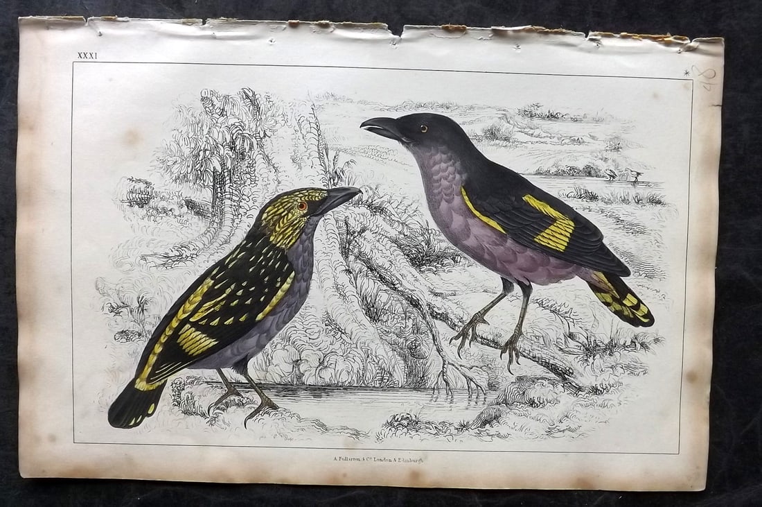 Goldsmith, Oliver 1851 Hand Col Bird Print. Horsfield's Eurylaime 31 (1 of 1)