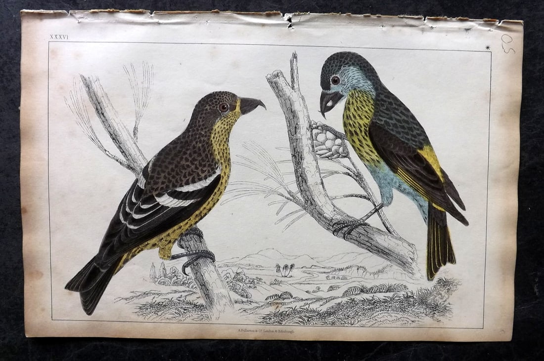 Goldsmith, Oliver 1851 Hand Col Bird Print. American & White Winged Crossbill 36 (1 of 1)