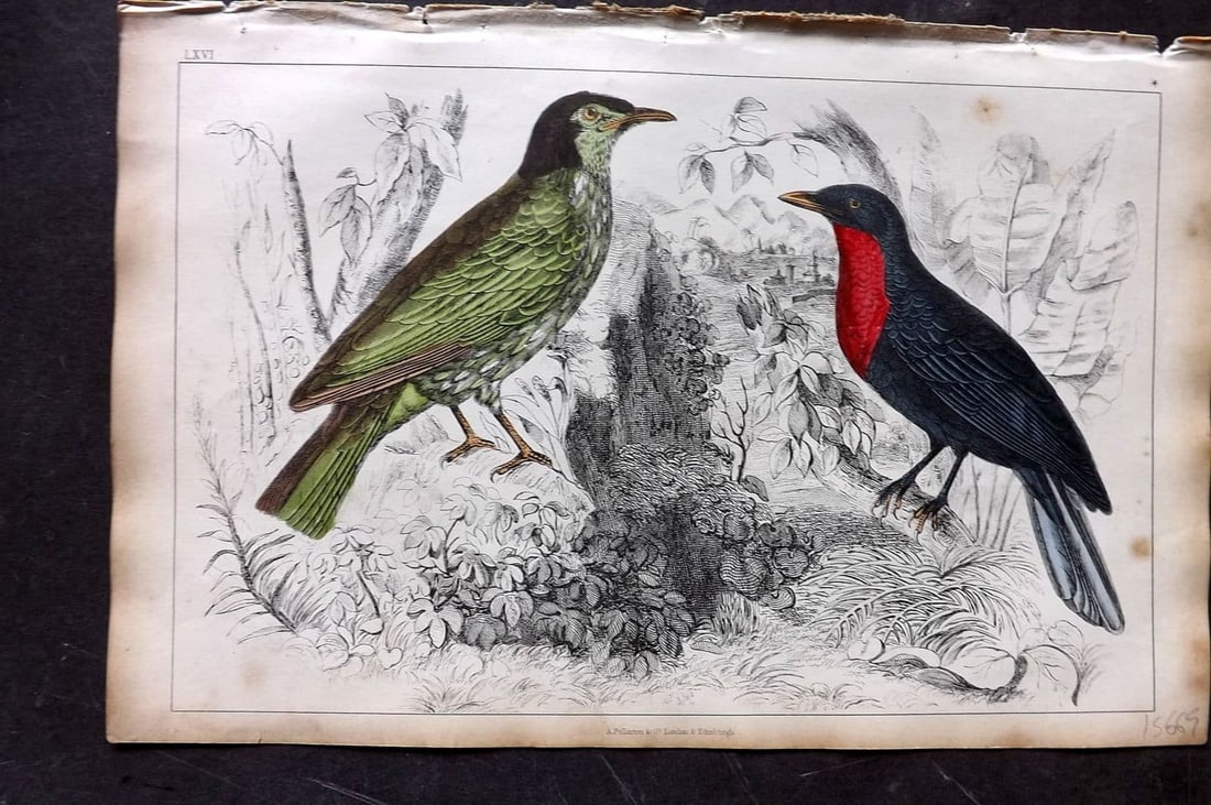 Goldsmith, Oliver 1851 HC Bird Print. Araponga Summer Bird & Red-Breasted Fruit Crow 66 (1 of 1)
