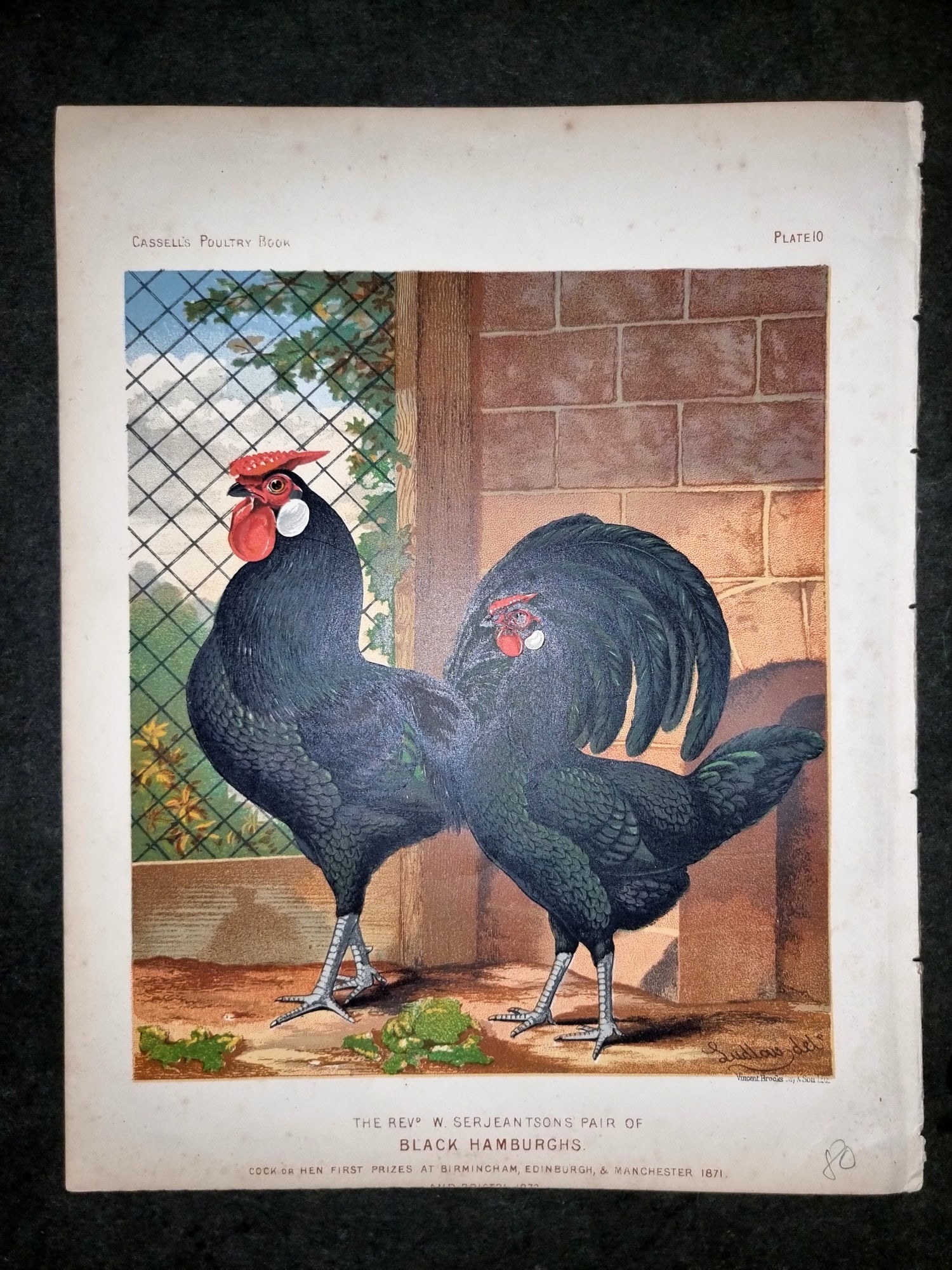 Ludlow & Wright 1885 Poultry Print. Black Hamburgh's (1 of 1)