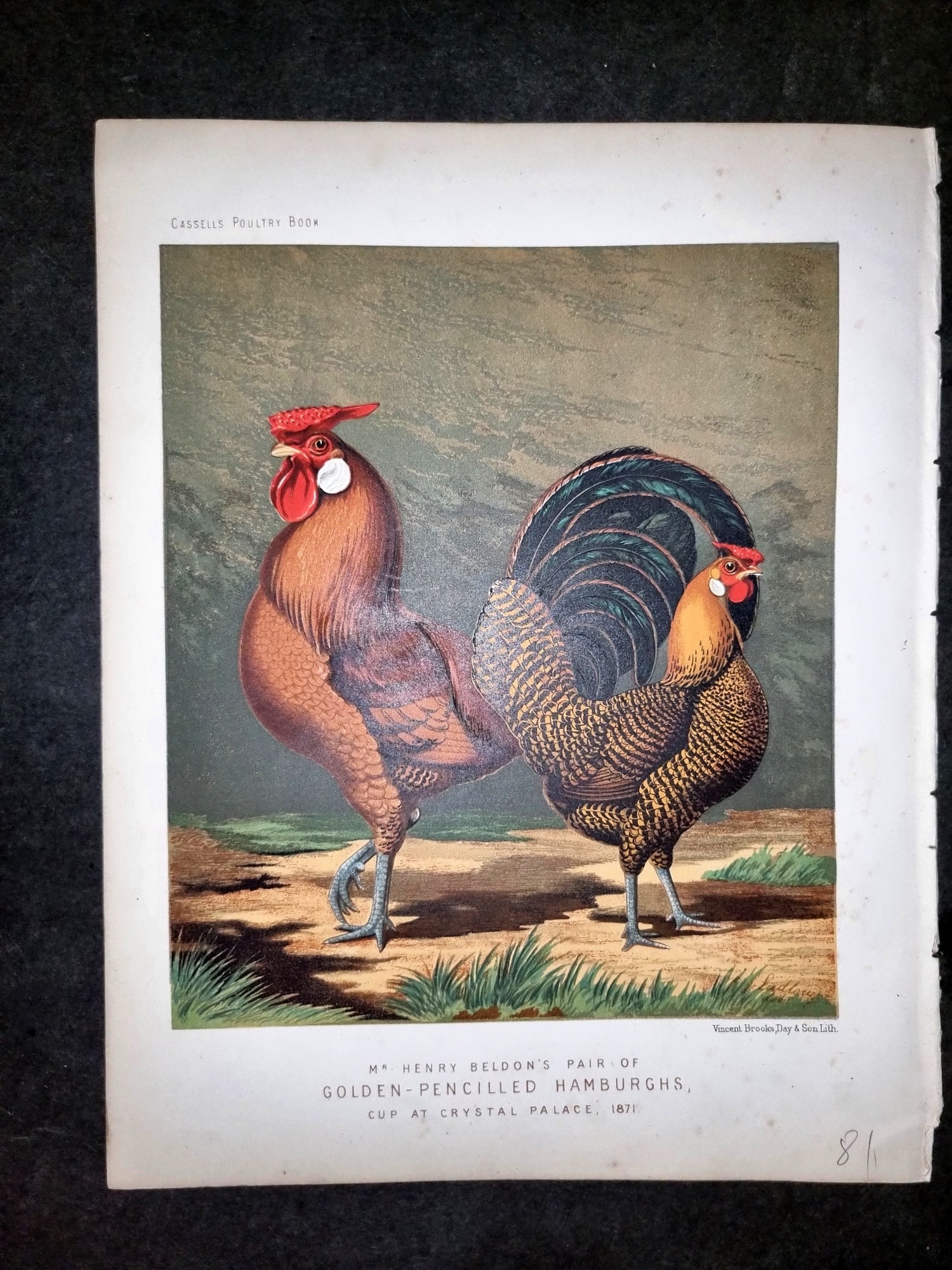 Ludlow & Wright 1885 Poultry Print. Golden Pencilled Hamburgh's (1 of 1)