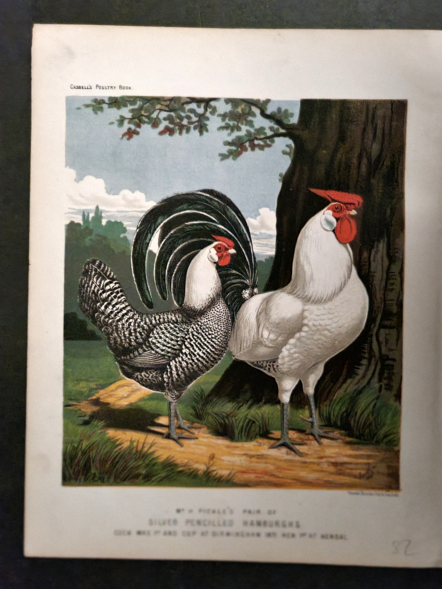 Ludlow & Wright 1885 Poultry Print. Silver Pencilled Hamburgh's (1 of 1)