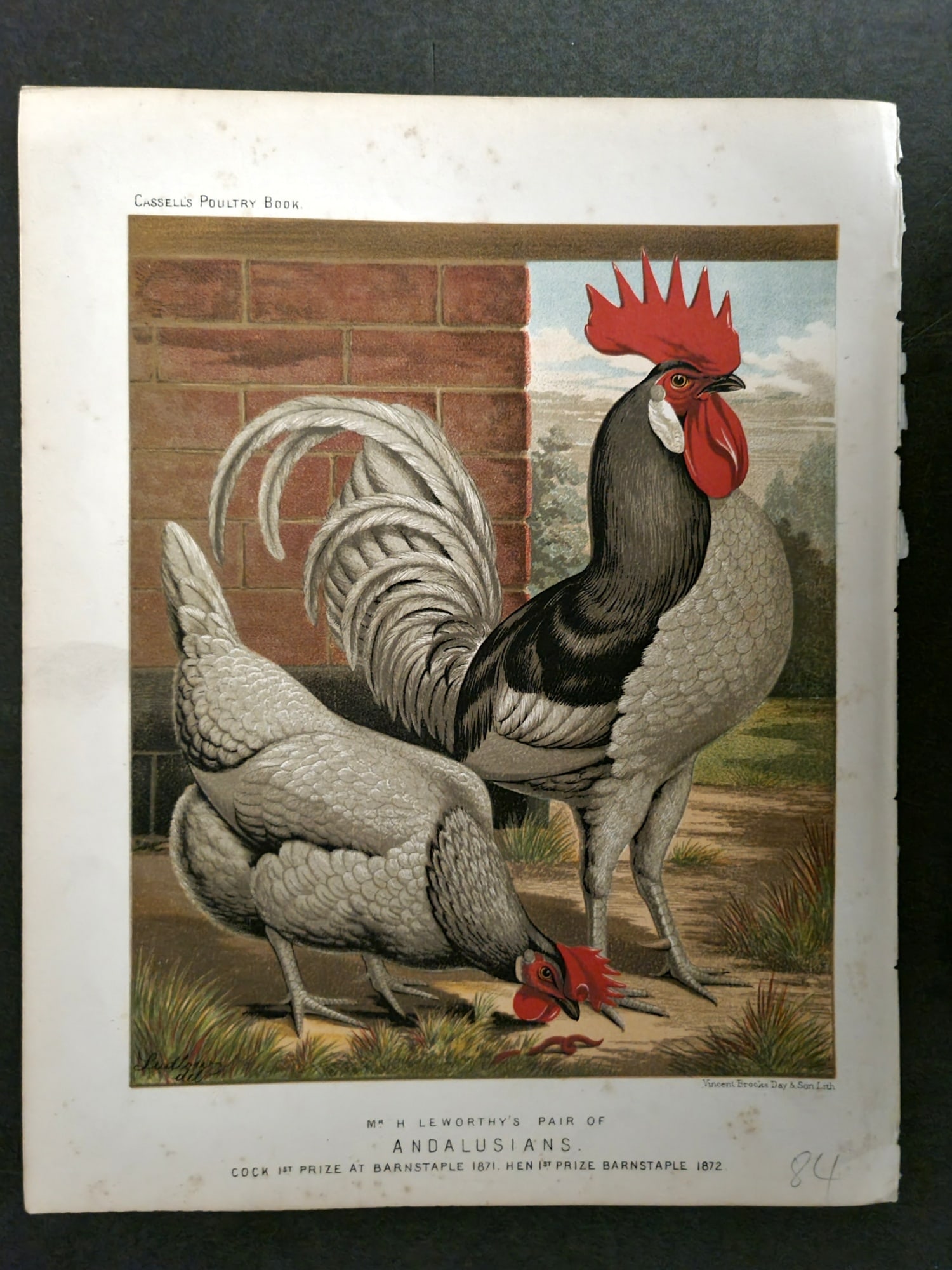 Ludlow & Wright 1885 Poultry Print. Andalusians (1 of 1)