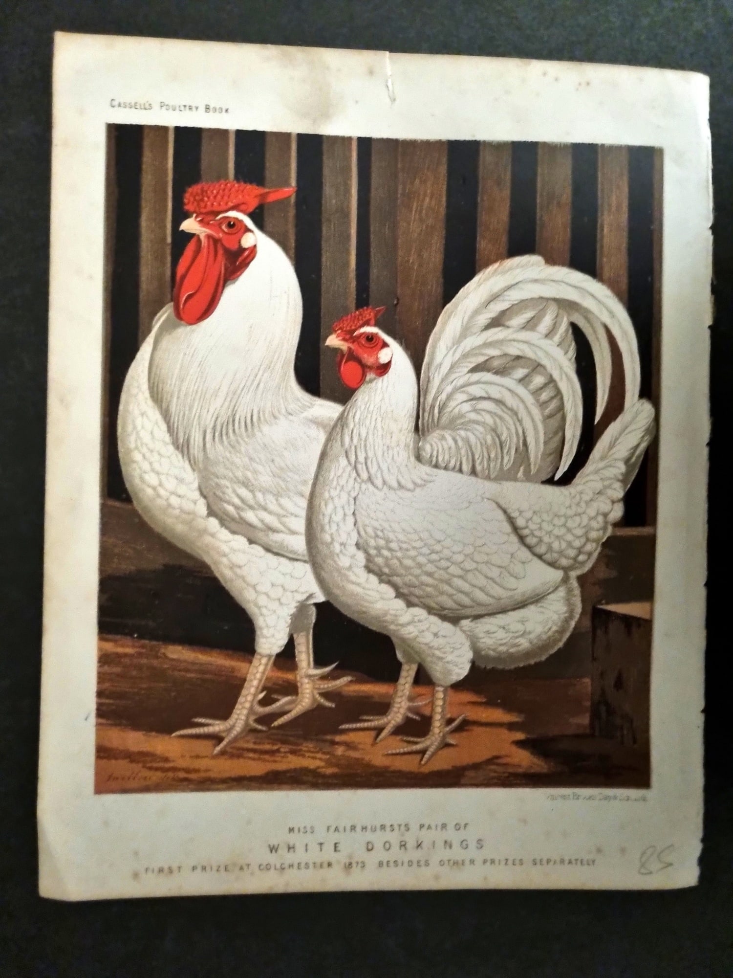 Ludlow & Wright 1885 Poultry Print. White Dorkings (1 of 1)