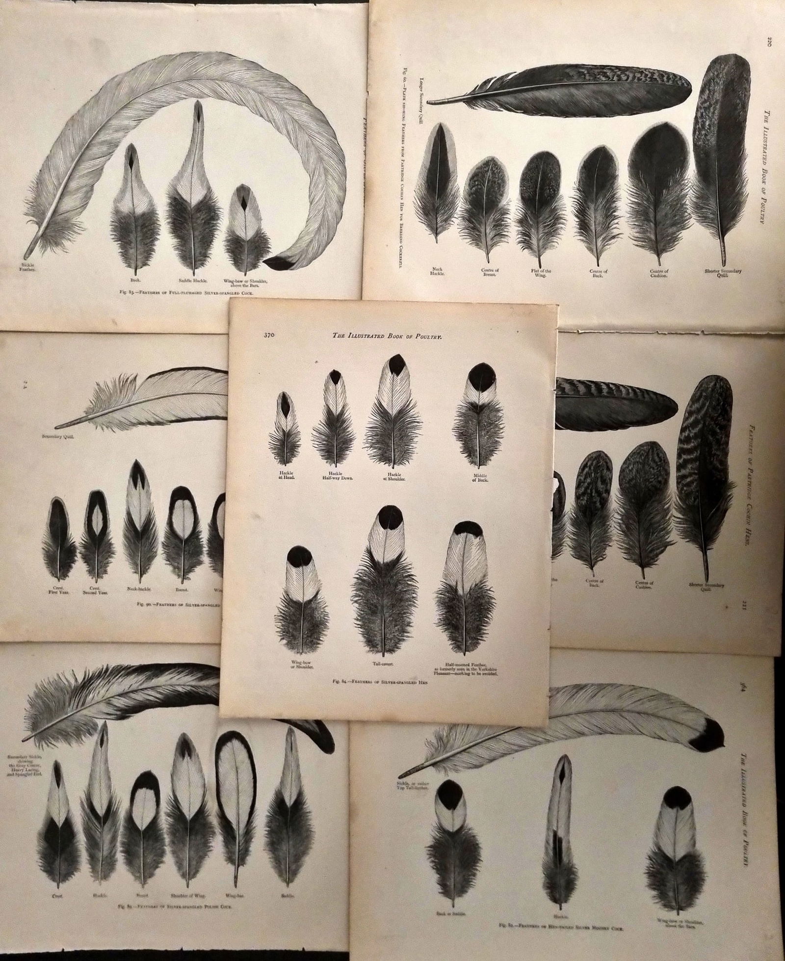Ludlow & Wright 1885 Lot of 7 Poultry Prints. Chicken Feathers (1 of 1)