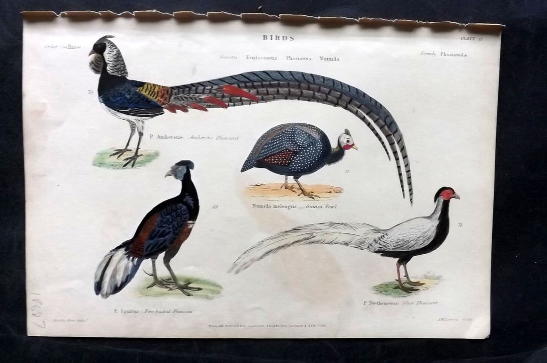 Richardson, John 1862 HC Amherst's, Five-Backed & Silver Pheasant, Guinea Fowl 19: Antique Steel Engraving/Etching Published 1859-62 by William Mackenzie, Edinburgh & London for "The Museum of Natural History"by John Richardson. Fine contemporary hand colour. Paper Size: 10.5 x 7 in