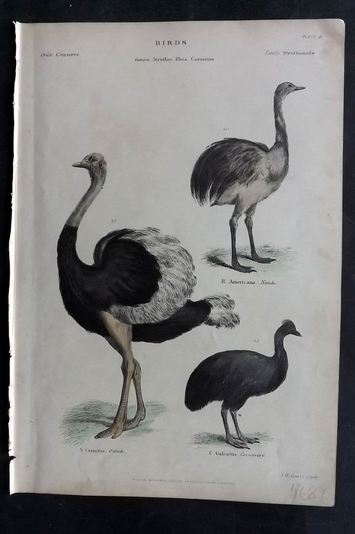 Richardson, John 1862 HC Bird Print. Ostrich, Nandu, Cassowary (Australia) 21 (1 of 1)