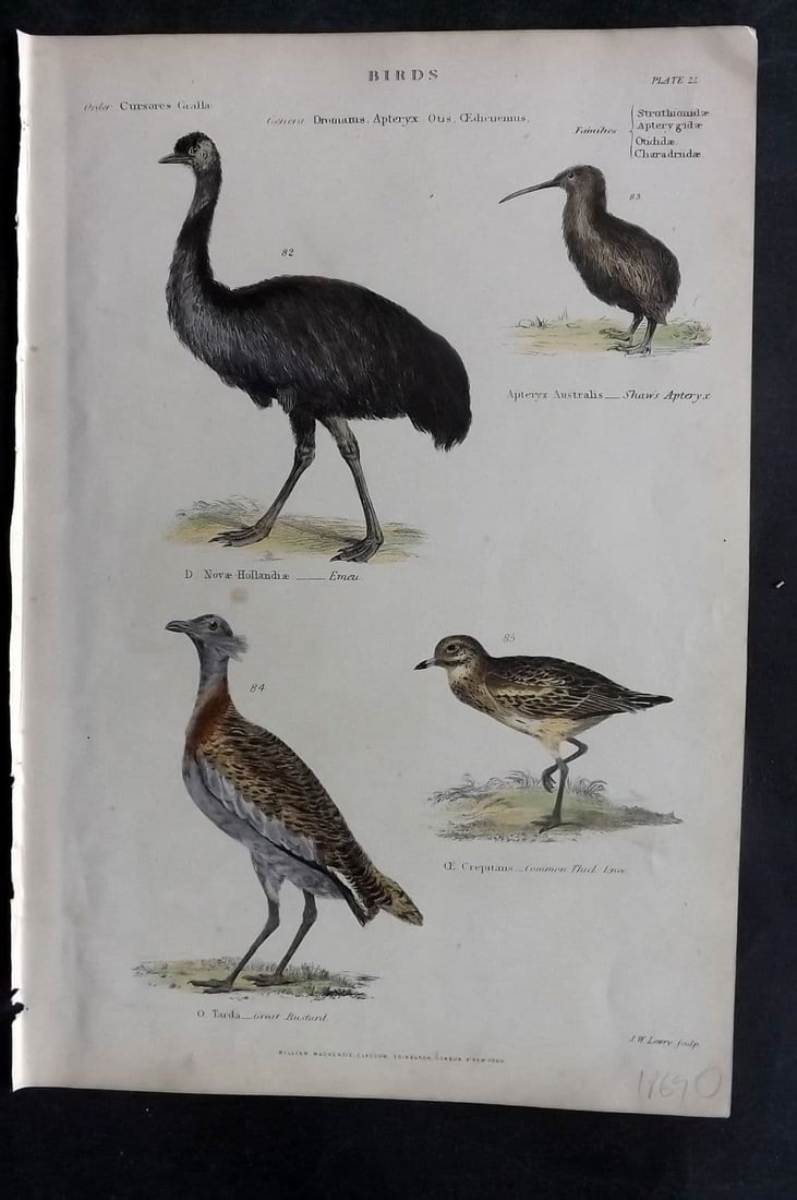 Richardson, John 1862 HC Bird. Emu, Australia, Shaw's Apteryx Kiwi, New Zealand 22: Antique Steel Engraving/Etching Published 1859-62 by William Mackenzie, Edinburgh & London for "The Museum of Natural History"by John Richardson. Fine contemporary hand colour. Paper Size: 10.5 x 7 in