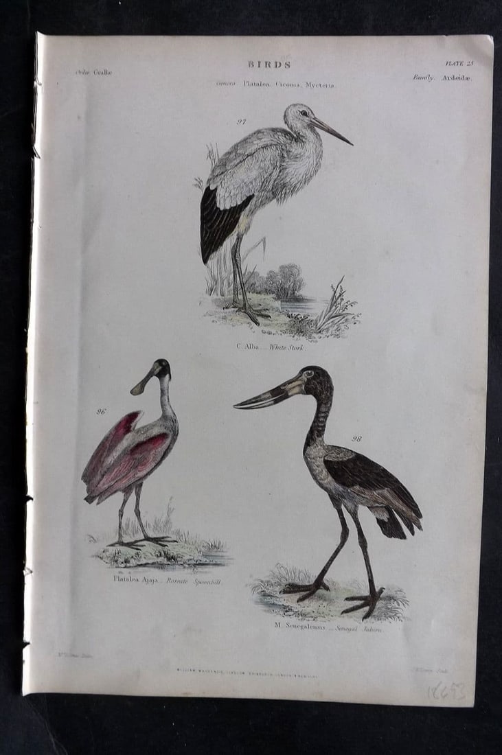 Richardson, John 1862 HC Bird Print. White Stork, Roseate Spoonbill, Sengal Jabiru 25: Antique Steel Engraving/Etching Published 1859-62 by William Mackenzie, Edinburgh & London for "The Museum of Natural History"by John Richardson. Fine contemporary hand colour. Paper Size: 10.5 x 7 in