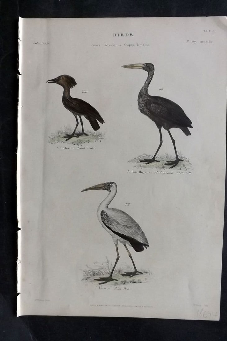 Richardson, John 1862 HC Bird. Tufted Umbre, Milky Ibis, Madagascar Open Bill 26 (1 of 1)