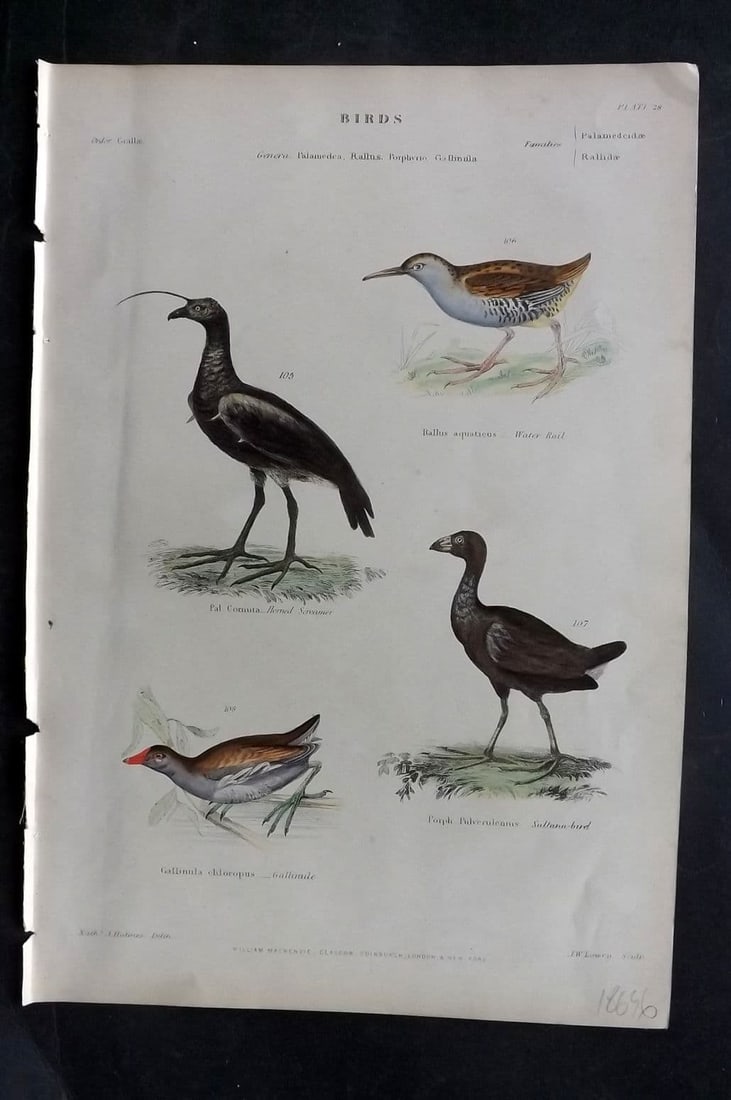 Richardson, John 1862 HC. Horned Screamer, Water Rail, Gallinule, Sultana Bird 28 (1 of 1)