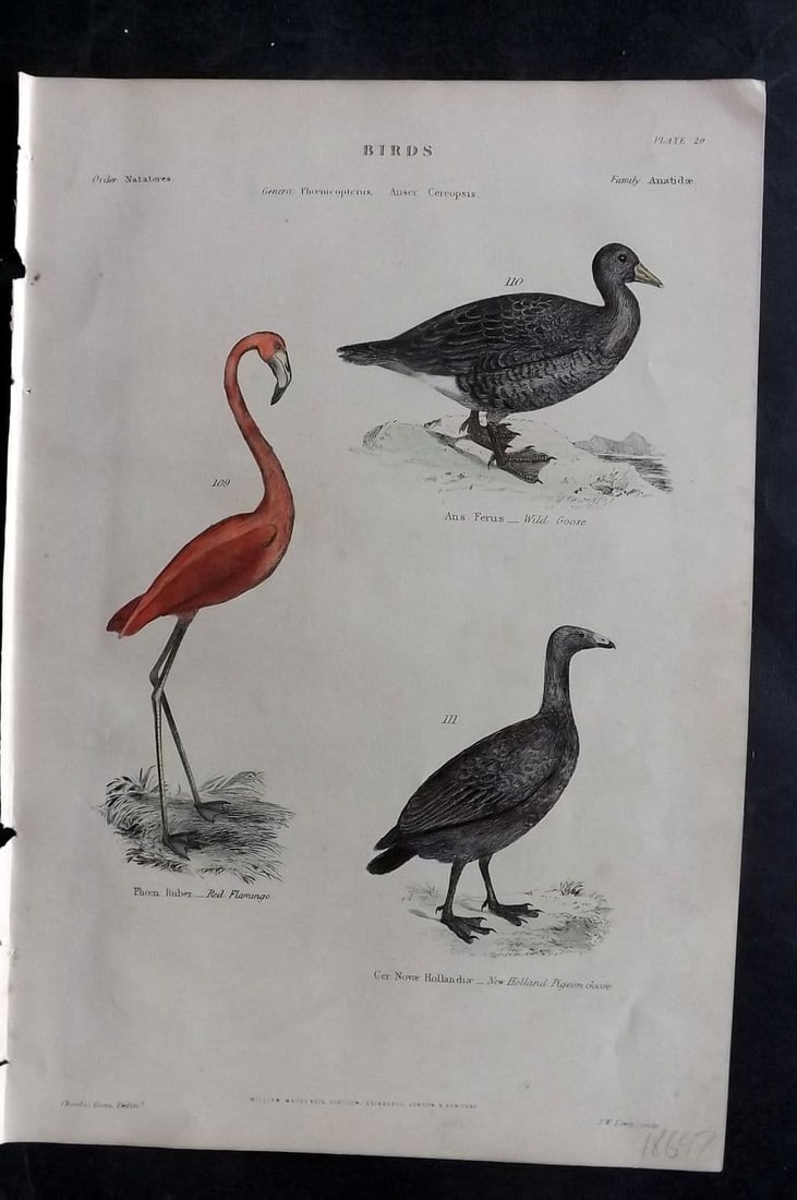 Richardson, John 1862 HC. Red Flamingo, Wild Goose, New Holland Pigeon Goose 29 (1 of 1)