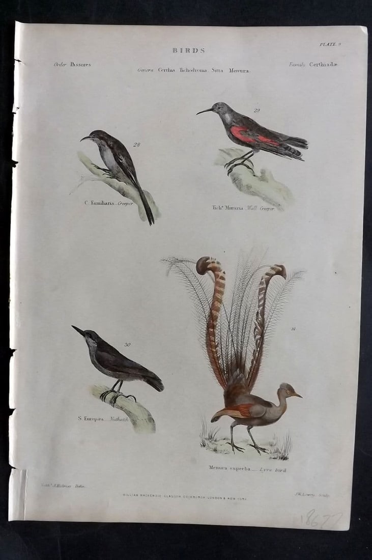 Richardson, John 1862 HC. Creeper, Wall Creeper, Nuthatch, Lyre Bird. Australia 09: Antique Steel Engraving/Etching Published 1859-62 by William Mackenzie, Edinburgh & London for "The Museum of Natural History" by John Richardson. Fine contemporary hand colour. Paper Size: 10.5 x 7 i