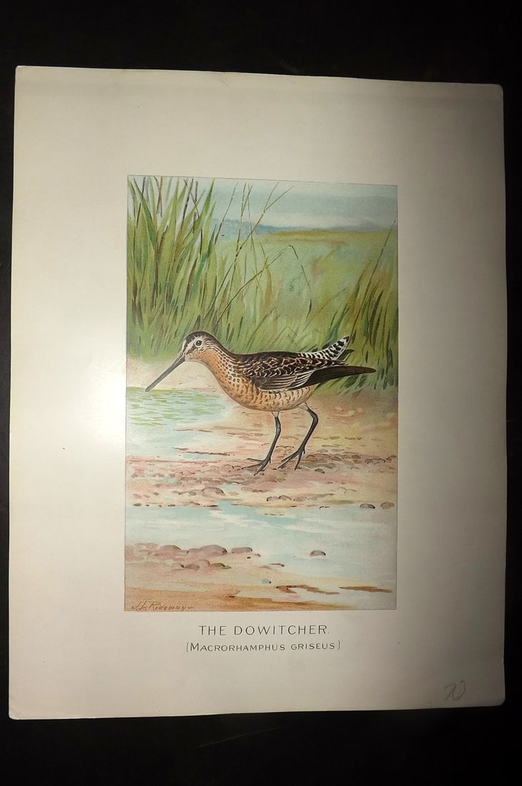 Ridgway & Fuertes 1902 Folio Bird Print. Dowitcher (1 of 1)