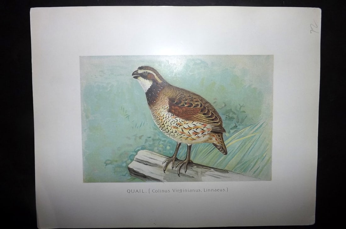 Ridgway & Fuertes 1902 Folio Bird Print. Quail (1 of 1)