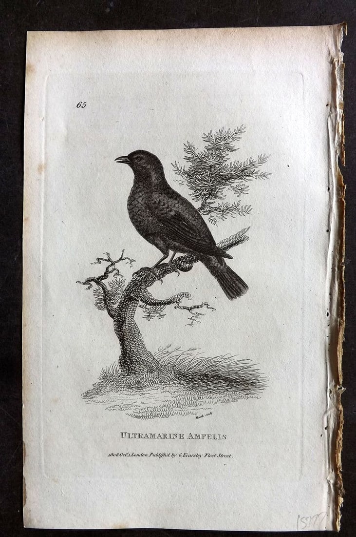 Shaw, George 1809 Antique Bird Print. Ultramarine Ampelis 65: Copper Plate Published 1809 by G.Kearsley, London for "Zoological Lectures..." by George Shaw. Paper Size: 8.5 x 5 inch (22 x 13cm) Very minor margin toning. Good Condition