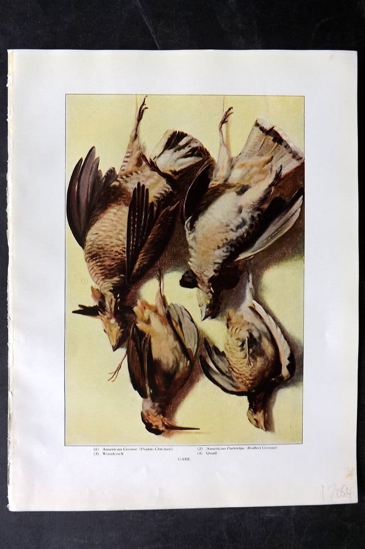 Ward, Artemas 1911 Antique Bird Print. Grouse, Woodcock: Antique Offset Lithograph Published 1911, New York for "The Grocer's Encyclopedia" Compiled by Artemas Ward. Paper Size: 11 x 8 inch (28 x 21cm) Good Condition
