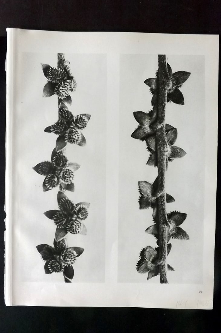 Blossfeldt, Karl 1942 Folio Vintage Botanical Print 27 (1 of 1)