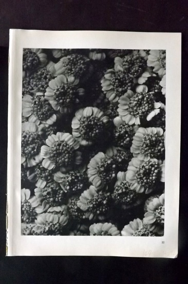 Blossfeldt, Karl 1942 Folio Vintage Botanical Print 32: Photogravures Published 1953, Berlin for "Urformen der Kunst" by Karl Blossfeldt. Reverse side blank. Paper Size: 12.5 x 10 inch (32 x 25cm) Good Condition