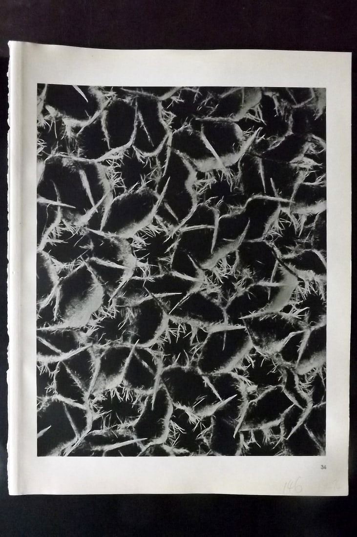 Blossfeldt, Karl 1942 Folio Vintage Botanical Print 34 (1 of 1)