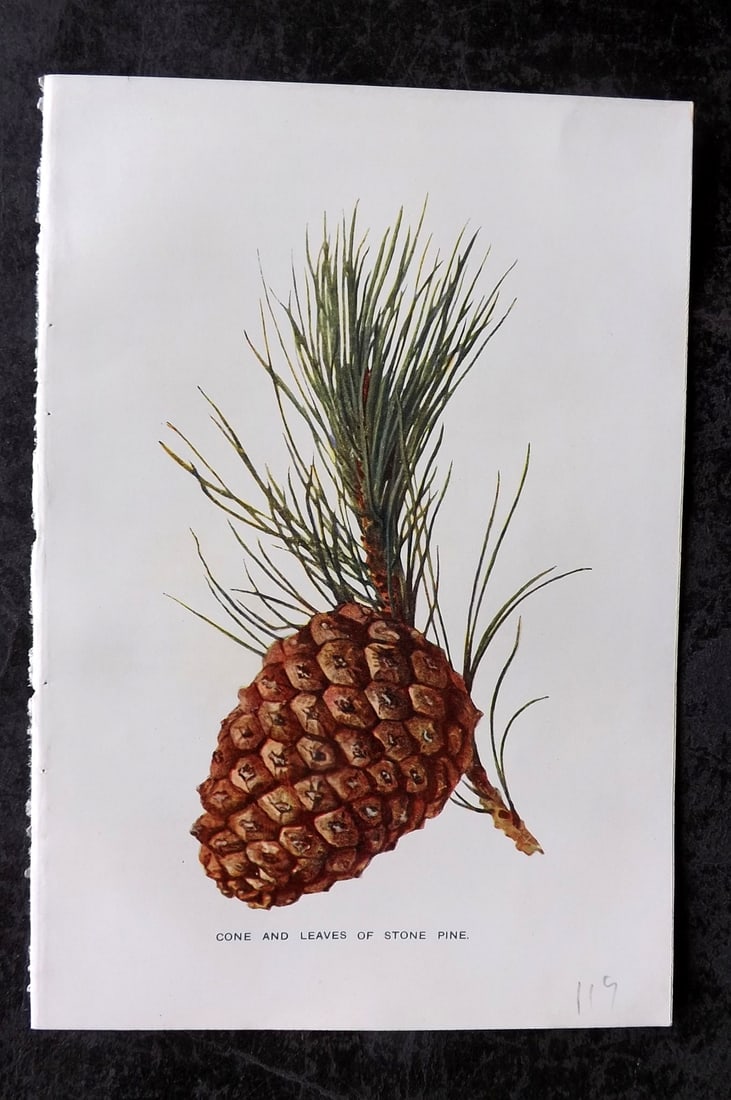 Boulger, George 1907 Botanical Print. Cone and Leaves of the Stone Pine: Offset Lithographs Published 1907, London for "Familiar Trees" by George Boulger. Paper Size: 7 x 5 inch (18 x 13cm) Good Condition