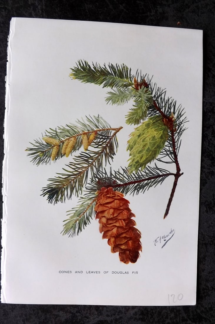 Boulger, George 1907 Botanical Print. Cone and Leaves of the Douglas Fir Pine Cone: Offset Lithographs Published 1907, London for "Familiar Trees" by George Boulger. Paper Size: 7 x 5 inch (18 x 13cm) Good Condition