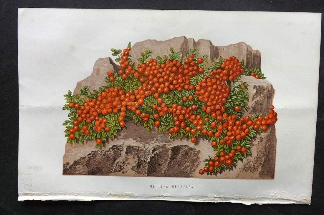 Hibberd, Shirley 1875 Botanical Print. Nertera Depressa (1 of 1)