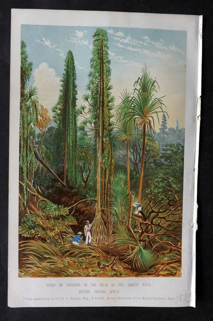 Hibberd, Shirley 1875 Print. Group of Pandanus in the Delta of the Zambesi River Africa (1 of 1)
