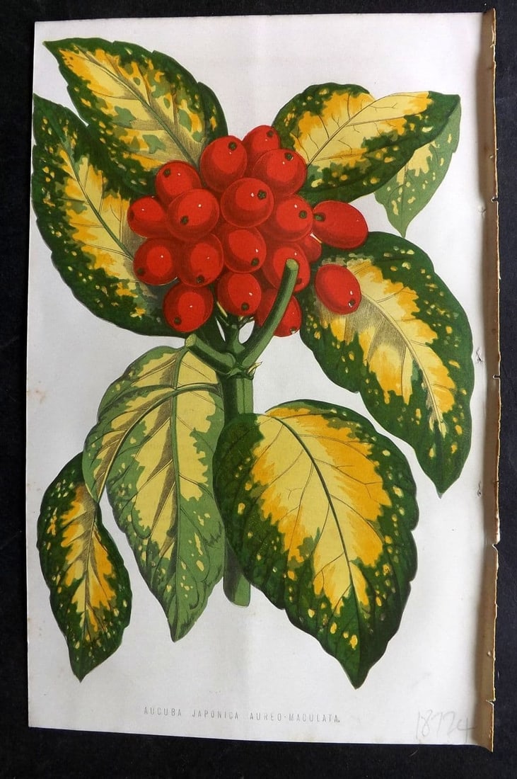 Hibberd, Shirley 1876 Botanical Print. Anucuba Japonica Aureo-Maculata: Antique Colour Printed Woodblock Published 1858-80, London for "The Floral World" by Shirley Hibberd. Paper Size: 8 x 5.5 inch (21 x 14cm) Good Condition