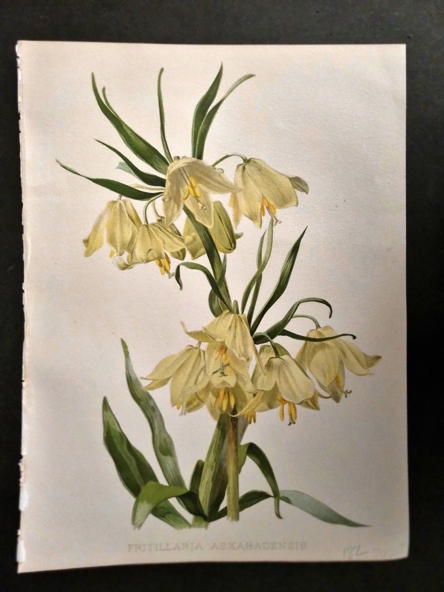Moon, H. G. 1905 Botanical Print. Fritillaria Askabadensis (1 of 1)