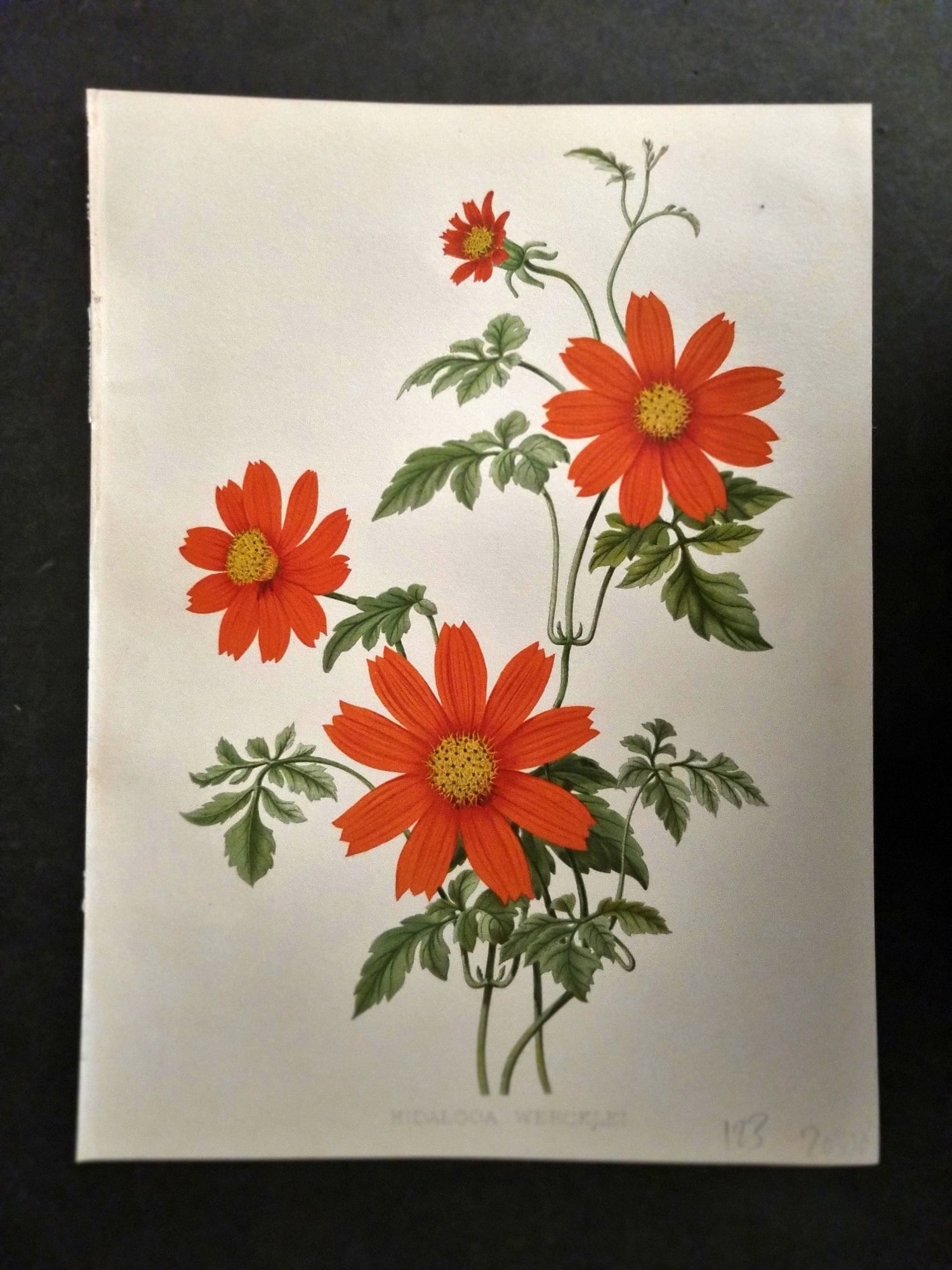 Moon, H. G. 1905 Botanical Print. Hidalgoa Wercklei (1 of 1)