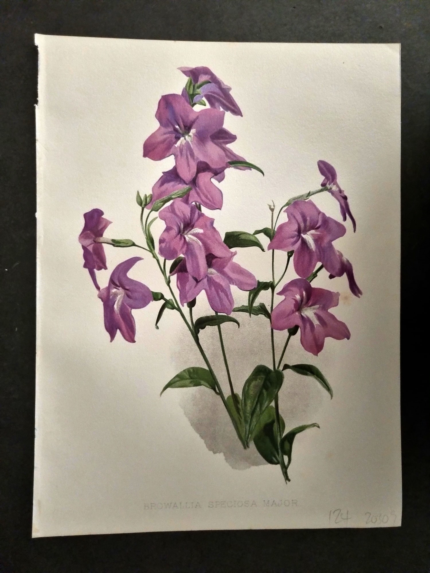 Moon, H. G. 1905 Botanical Print. Browallia Speciosa Major (1 of 1)