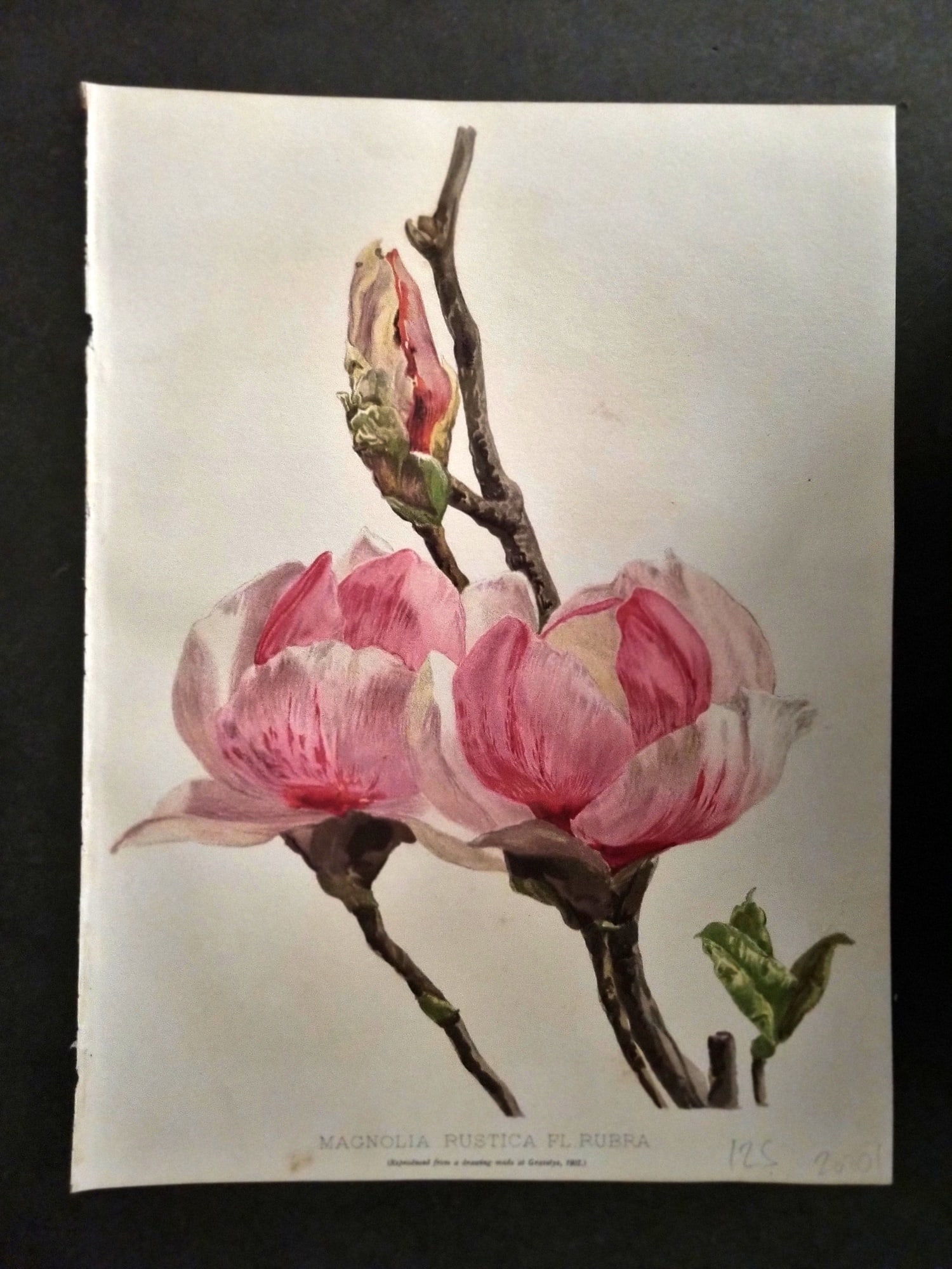 Moon, H. G. 1905 Botanical Print. Magnolia Rustica Fl Rubra (1 of 1)