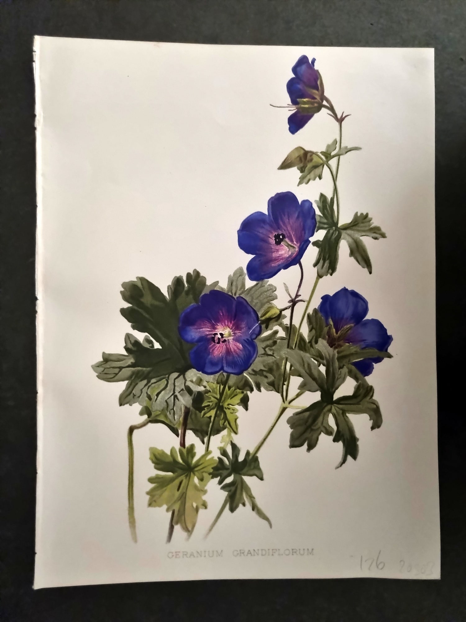 Moon, H. G. 1905 Botanical Print. Geranium Grandiflorum (1 of 1)